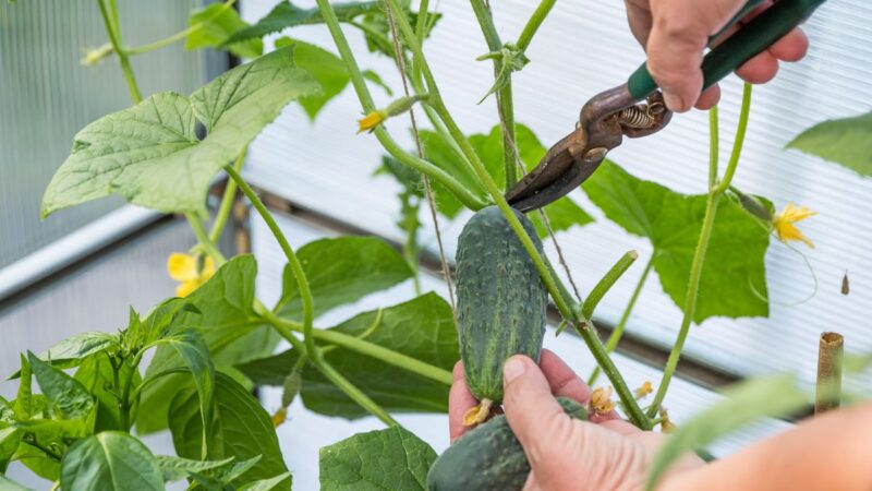 Kaip atpažinti ir pašalinti trūkumus agurkų auginimo metu