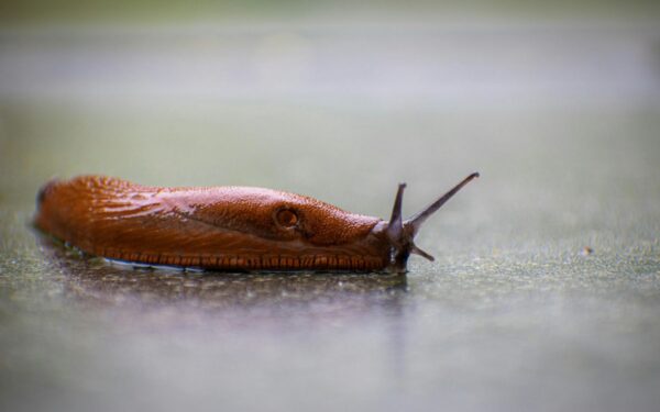 Kaip efektyviai atsikratyti šliužų rūsyje: veiksmingi būdai ir prevencija