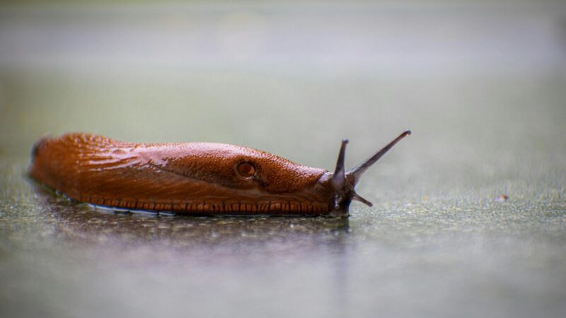 Kaip efektyviai atsikratyti šliužų rūsyje: veiksmingi būdai ir prevencija