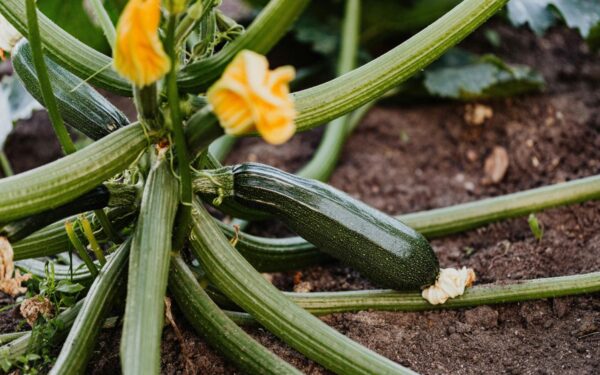 Kaip kovoti su cukinijų vabalais ir apsaugoti savo derlių