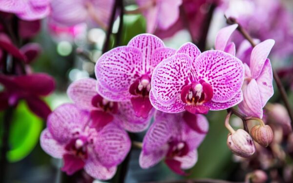 Orchidėjos atgaivinimas: kaip išgelbėti augalą be šaknų ir lapų?