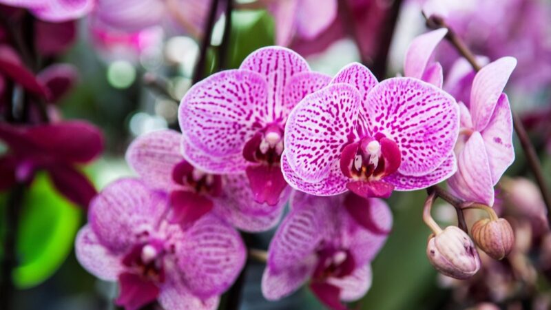 Orchidėjos atgaivinimas: kaip išgelbėti augalą be šaknų ir lapų?