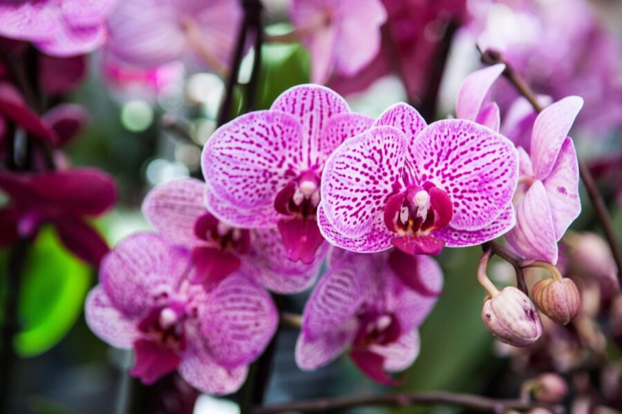 Orchidėjos atgaivinimas: kaip išgelbėti augalą be šaknų ir lapų?