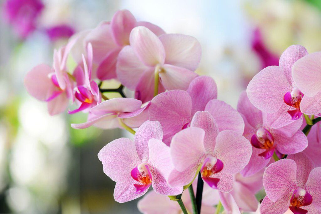 pagrindines-priezastys-kodel-orchidejos-bukle-prasta - Laikas.lt Pagrindinės priežastys, kodėl orchidėjos būklė prasta