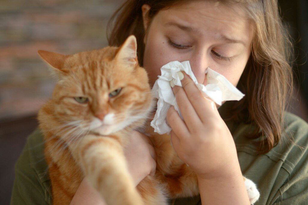 Alergija katėms: simptomai