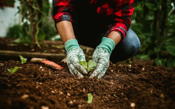 Kokias daržoves ir prieskonines žoleles reikėtų sėti prieš žiemą ir kodėl?