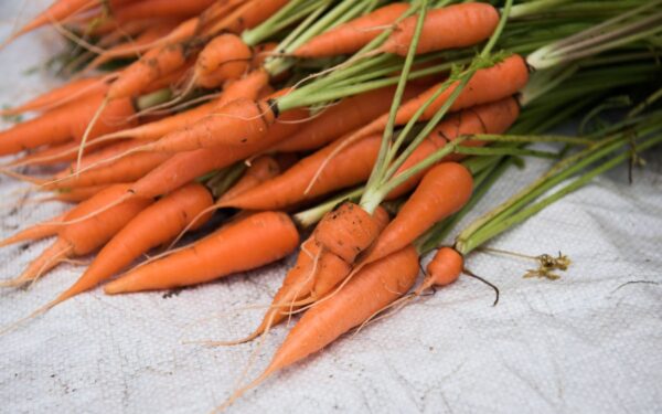 Paprastos morkų laikymo taisyklės: kaip išvengti puvimo, išdžiūvimo ir dygimo žiemą