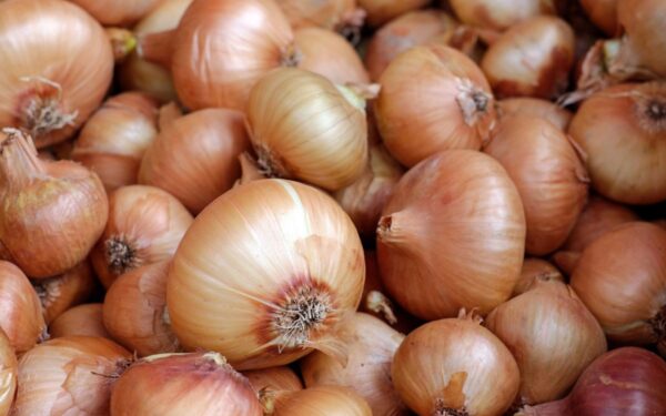 Svogūnų puvimas: priežastys ir kaip išsaugoti derlių