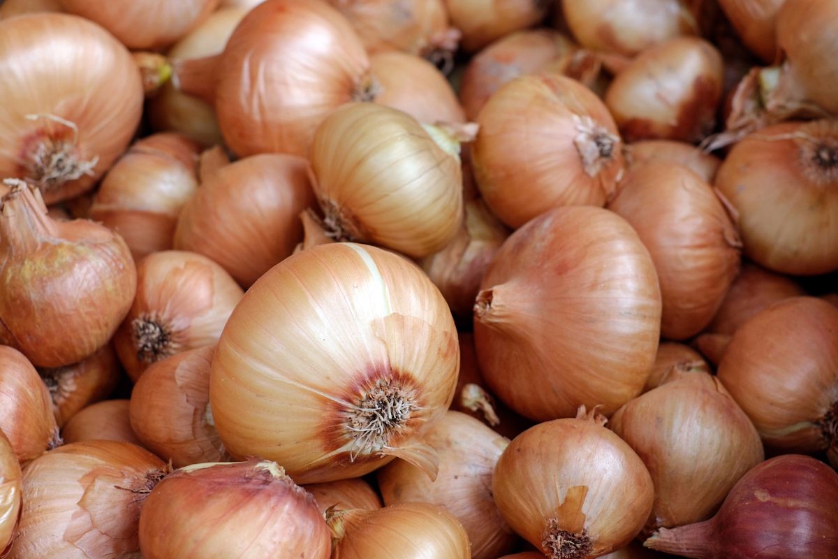 Svogūnų puvimas: priežastys ir kaip išsaugoti derlių