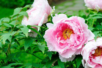 Bijūnų priežiūra rudenį: tręšimas, laistymas ir genėjimas