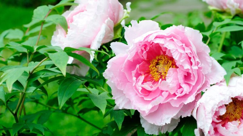 Bijūnų priežiūra rudenį: tręšimas, laistymas ir genėjimas