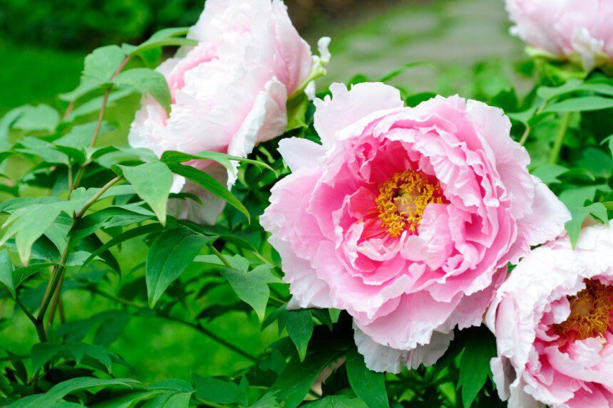 Bijūnų priežiūra rudenį: tręšimas, laistymas ir genėjimas