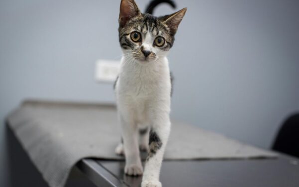 Kaip atpratinti katę nuo stalviršio – veiksmingi žingsniai šeimininkams
