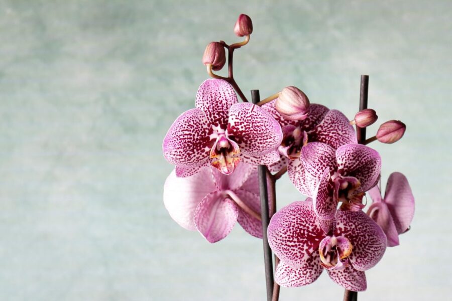 Kaip paskatinti orchidėją vėl žydėti: 5 veiksmingi metodai