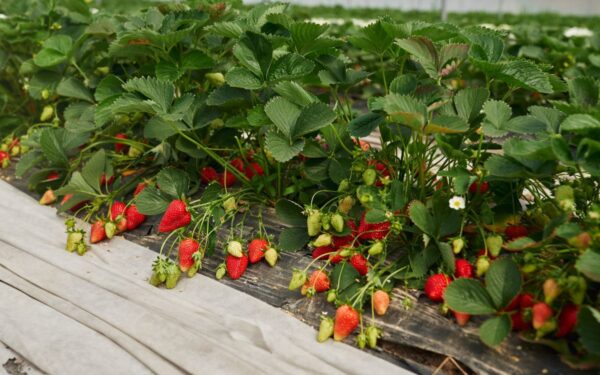 Kaip prižiūrėti braškių lysves rudenį: patarimai dėl dirvožemio atgaivinimo ir naujo derliaus