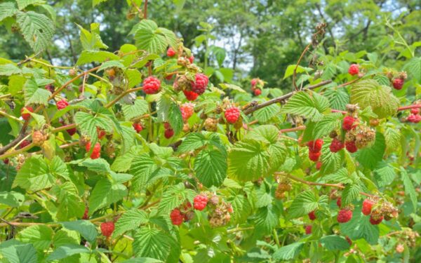 Kodėl aviečių derlius priklauso nuo rudeninio genėjimo