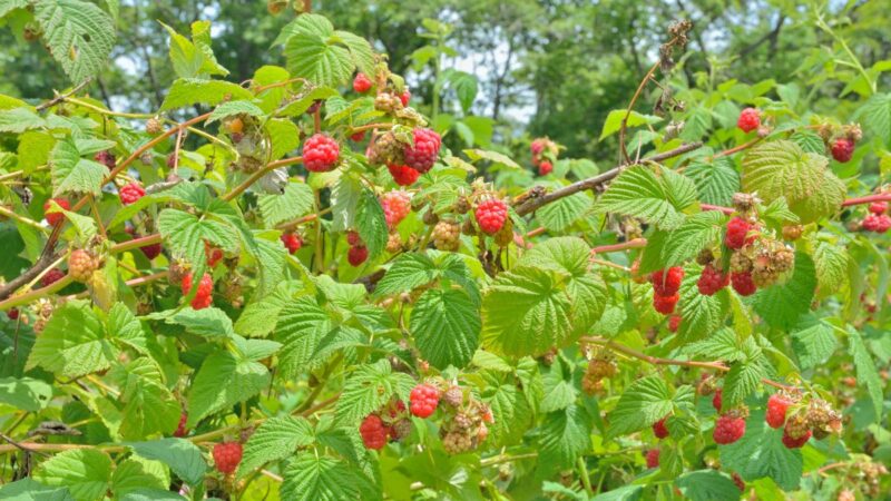 Kodėl aviečių derlius priklauso nuo rudeninio genėjimo