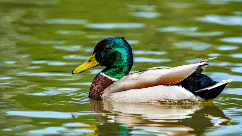 Kodėl nereikėtų maitinti ančių duona? To tikriausiai nežinojote