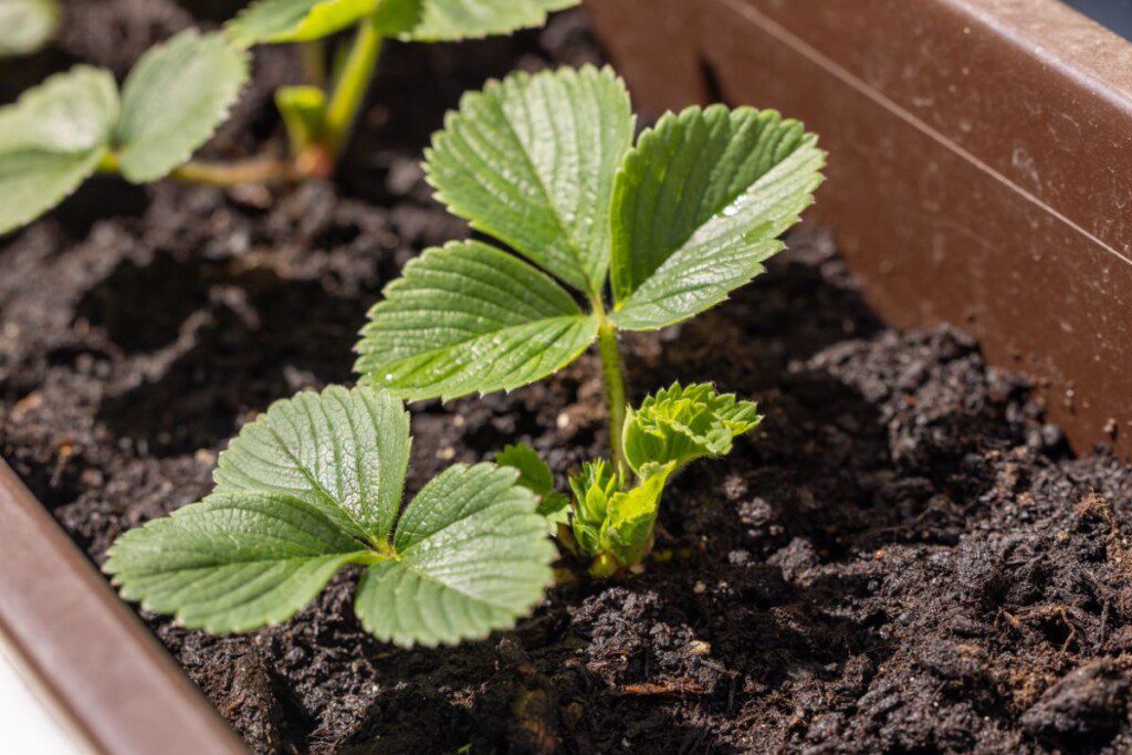 Kuo patręšti braškes rudenį