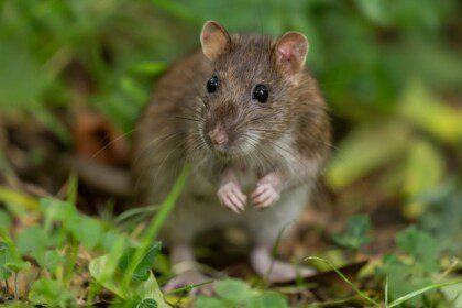 Neįtikėtini faktai apie žiurkes: intelektualūs, atsparūs ir prisitaikantys gyvūnai