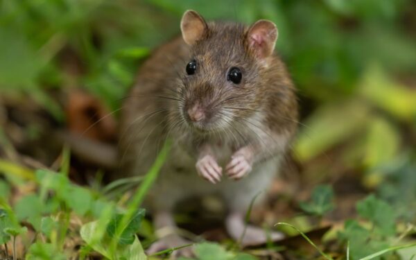 Neįtikėtini faktai apie žiurkes: intelektualūs, atsparūs ir prisitaikantys gyvūnai