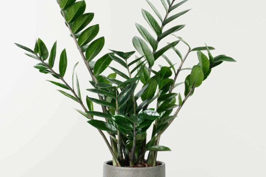 Antradienio Augalų Vadovas (Spalio 28 d.): Atskleiskite Kosminę Jūsų Zodiako Augalo Galią—Kurį Šiandien Jūs Kviečia?