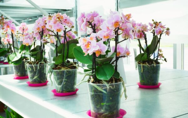 Patarimai, kaip pasirinkti tinkamą vazoną orchidėjoms: skaidrių indų privalumai ir trūkumai