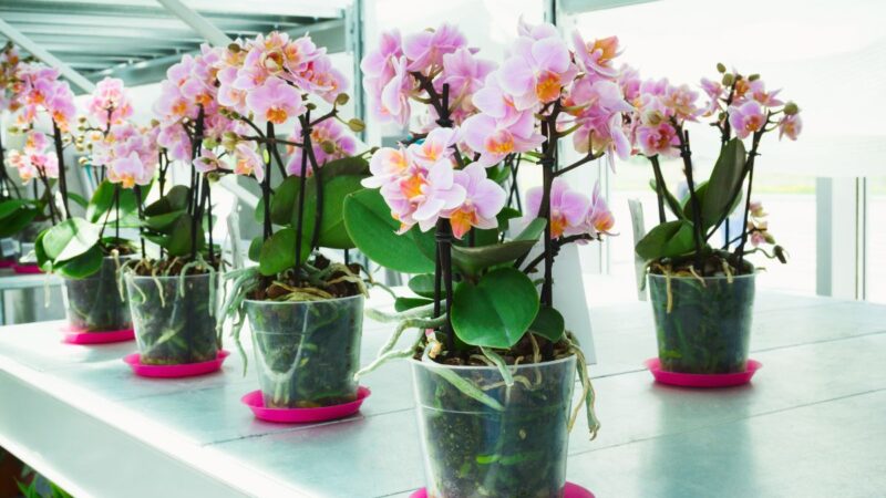 Patarimai, kaip pasirinkti tinkamą vazoną orchidėjoms: skaidrių indų privalumai ir trūkumai