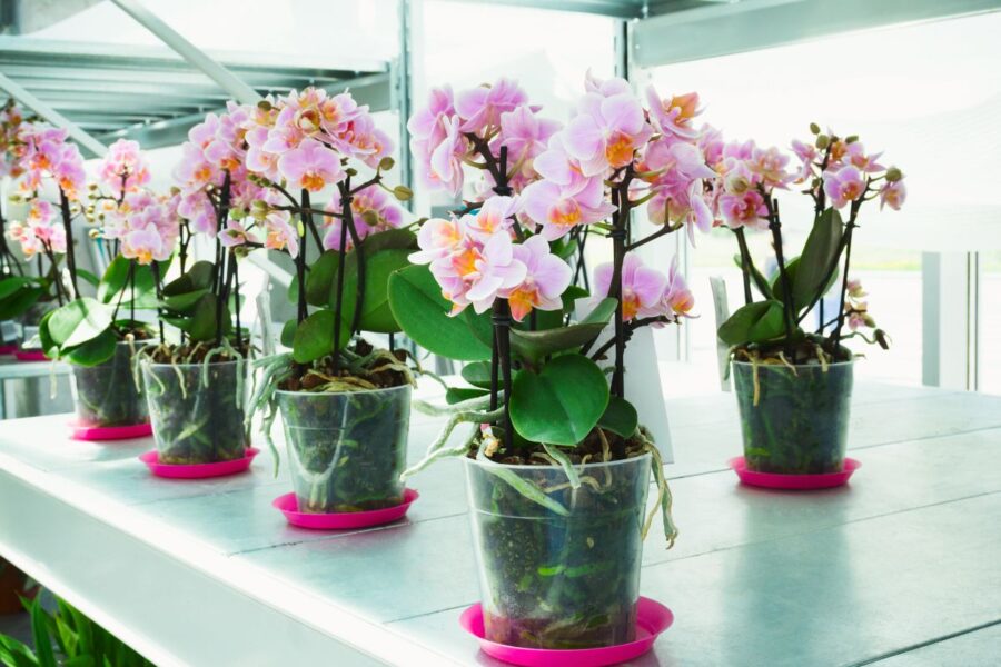 Patarimai, kaip pasirinkti tinkamą vazoną orchidėjoms