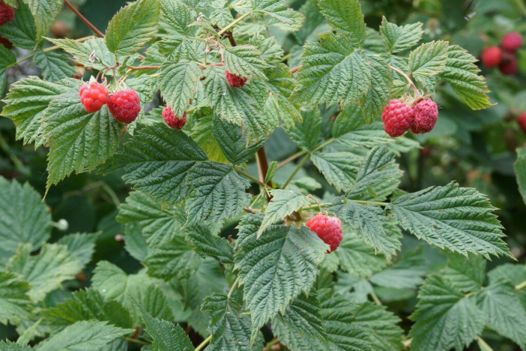 Rudeninis aviečių genėjimas padeda sukaupti maisto medžiagas