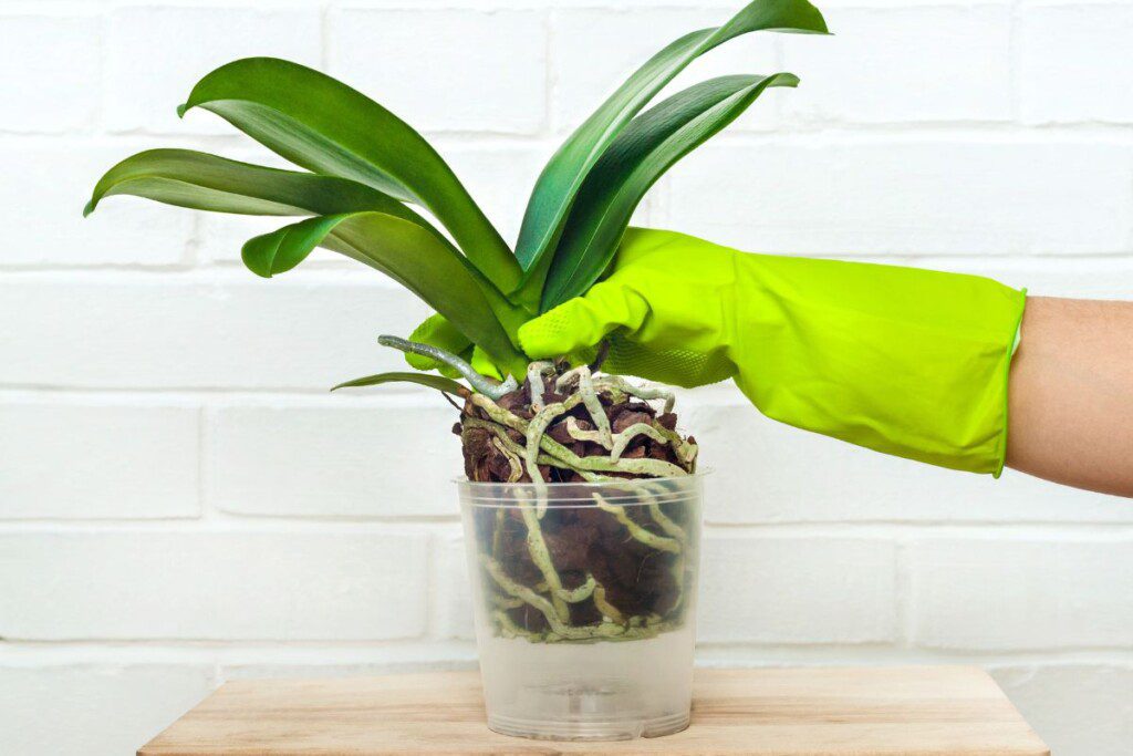 Skaidrių vazonų orchidėjoms privalumai