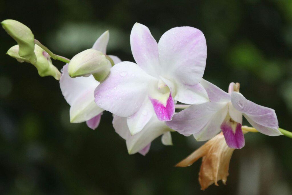 Temperatūrinis stresas – esminis veiksnys auginant orchidėją