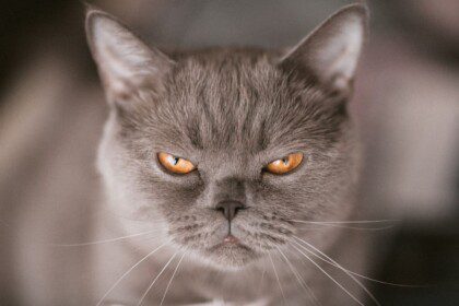 Ar katės gali būti piktos, kai jų šeimininkai grįžta iš atostogų?