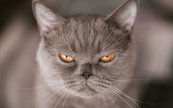 Ar katės gali būti piktos, kai jų šeimininkai grįžta iš atostogų?