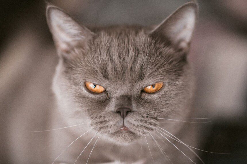 Ar katės gali būti piktos, kai jų šeimininkai grįžta iš atostogų?