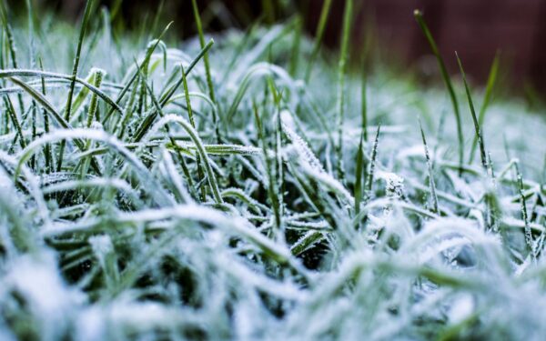 Kaip teisingai paruošti sodą žiemai: svarbiausi darbai rudenį