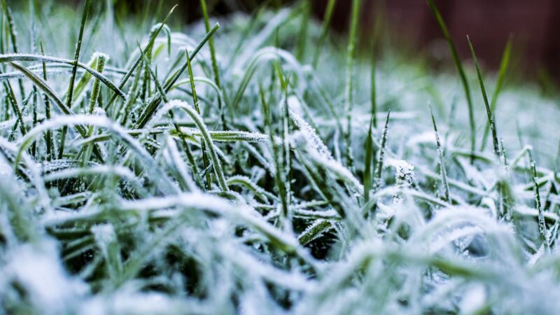 Kaip teisingai paruošti sodą žiemai: svarbiausi darbai rudenį