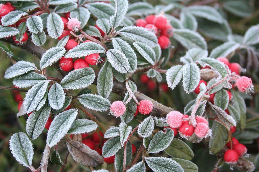 Kodėl verta laiku paruošti sodą žiemai