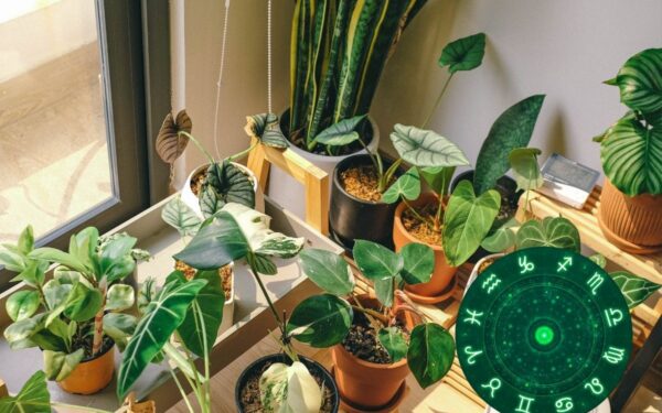 Koks augalas tinka jūsų Zodiako ženklui: pastatykite jį kambaryje ir mėgaukitės