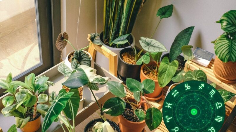 Koks augalas tinka jūsų Zodiako ženklui: pastatykite jį kambaryje ir mėgaukitės