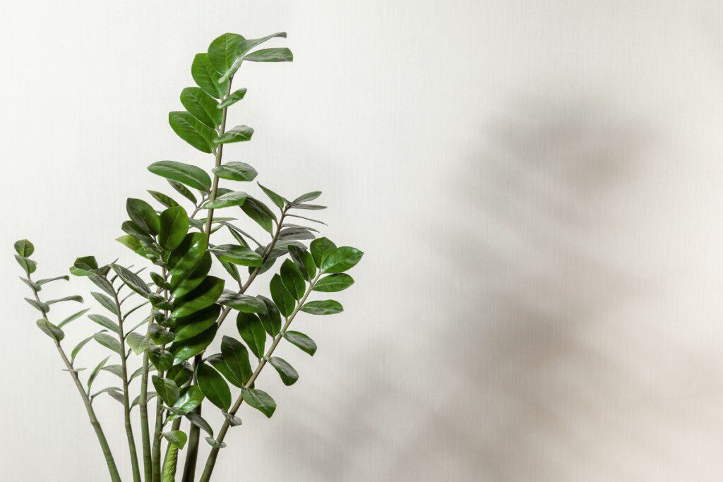 Pinigų medis neauga dėl perlaistymo – dažniausia klaida