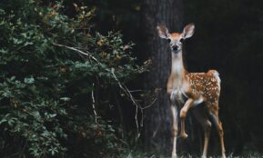 brown deer beside plants