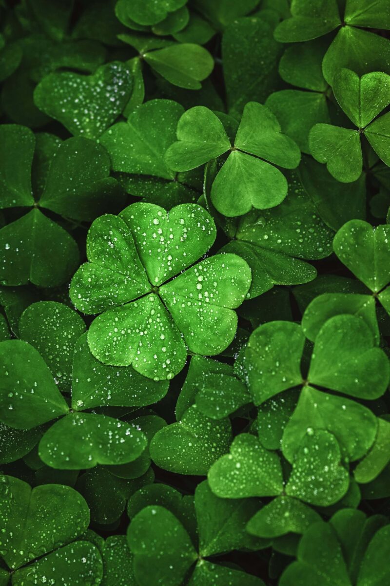 Ketvirtadienis Geras Pranašas (gruodžio 4 d.): Norai Skrieja! Šie ženklai matys savo svajones pakylant su paprasta tradicija!