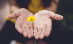 selective focus photography of woman holding yellow petaled flowers