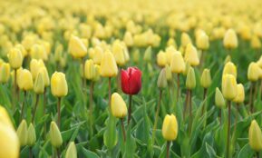 red tulip flower in yellow tulip field