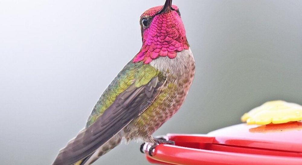 Mutavę laukiniai paukščiai užplūdo miestus ir pavertė žmonių gyvenimą chaosu