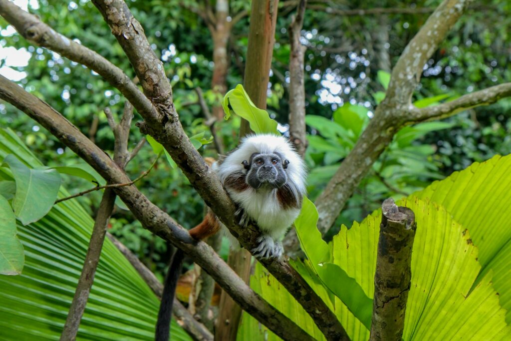 white and brown primate