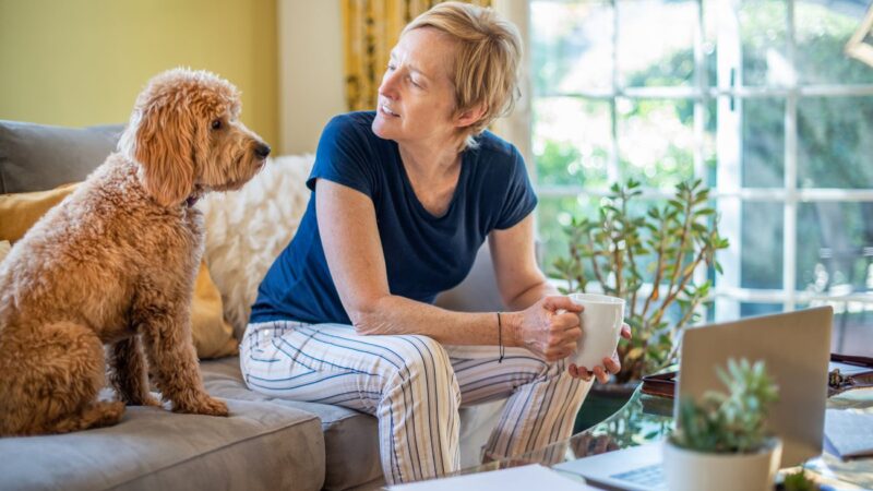 Ar leisti augintiniui ilsėtis ant sofos? Kinologo atsakymas nustebins daugelį