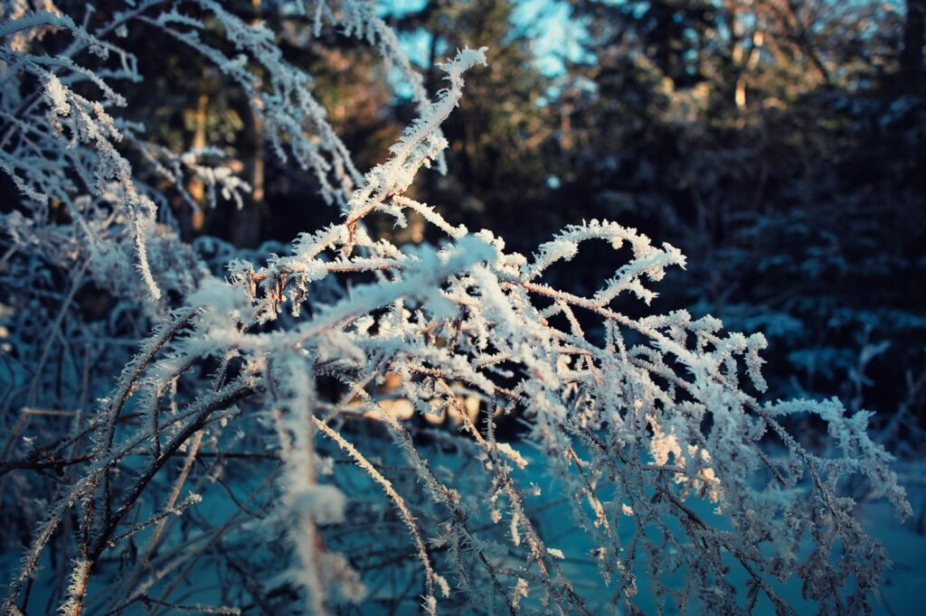 A close up of a frosty tree branch