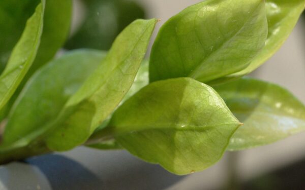 Zamiokulko priežiūra namuose: sužinokite, kodėl gelsta lapai ir kaip paskatinti augimą